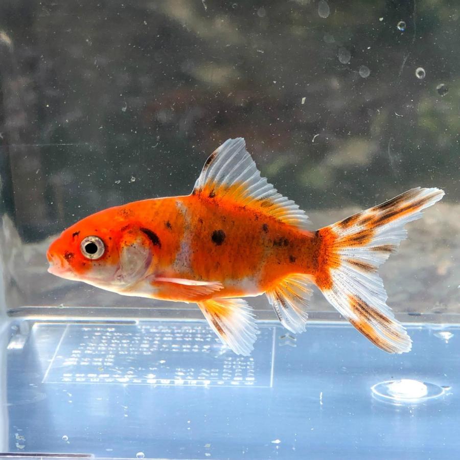 金魚 朱文金 1匹 Majesticxpress Com