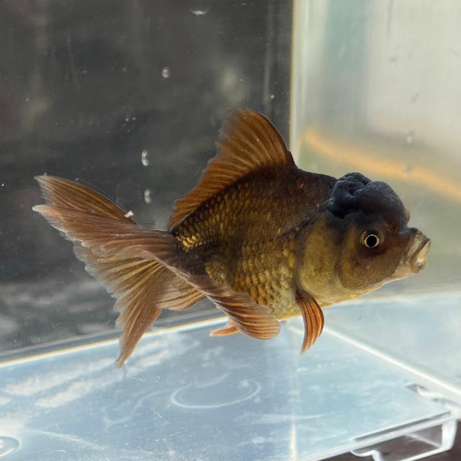 正規品送料無料 金魚 国産 黒オランダ 薩摩産 1匹 生体 Aynaelda Com