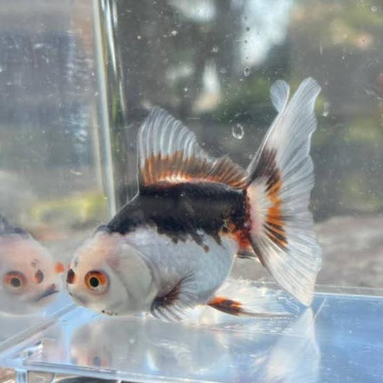 金魚 トリカラーオランダ 良物 1匹 現品 4 生体 川村淡水魚販売 ヤフー店 通販 Yahoo ショッピング