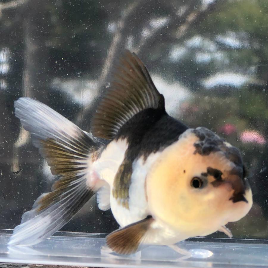 金魚 羽衣オランダ 現品 1匹 生体 川村淡水魚販売 ヤフー店 通販 Yahoo ショッピング