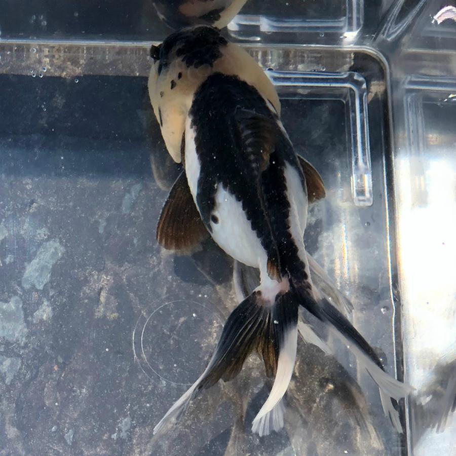 金魚 羽衣オランダ 現品 1匹 生体 川村淡水魚販売 ヤフー店 通販 Yahoo ショッピング