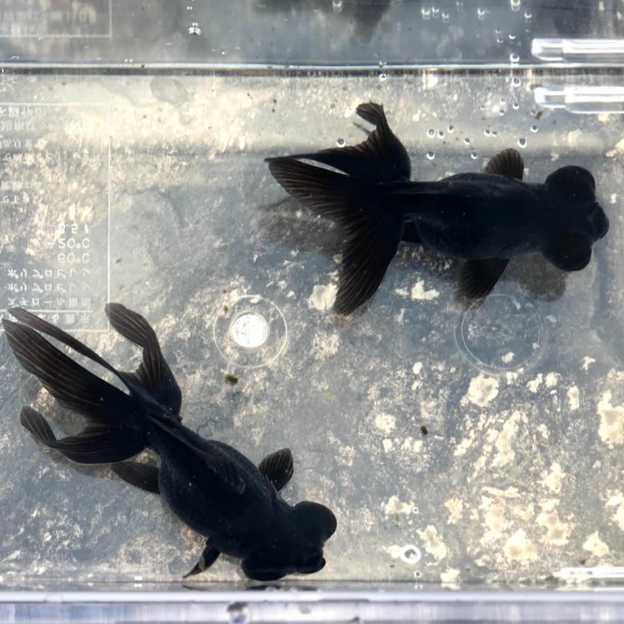 金魚 黒出目金 良物 江戸川産 1匹 生体 川村淡水魚販売 ヤフー店 通販 Yahoo ショッピング