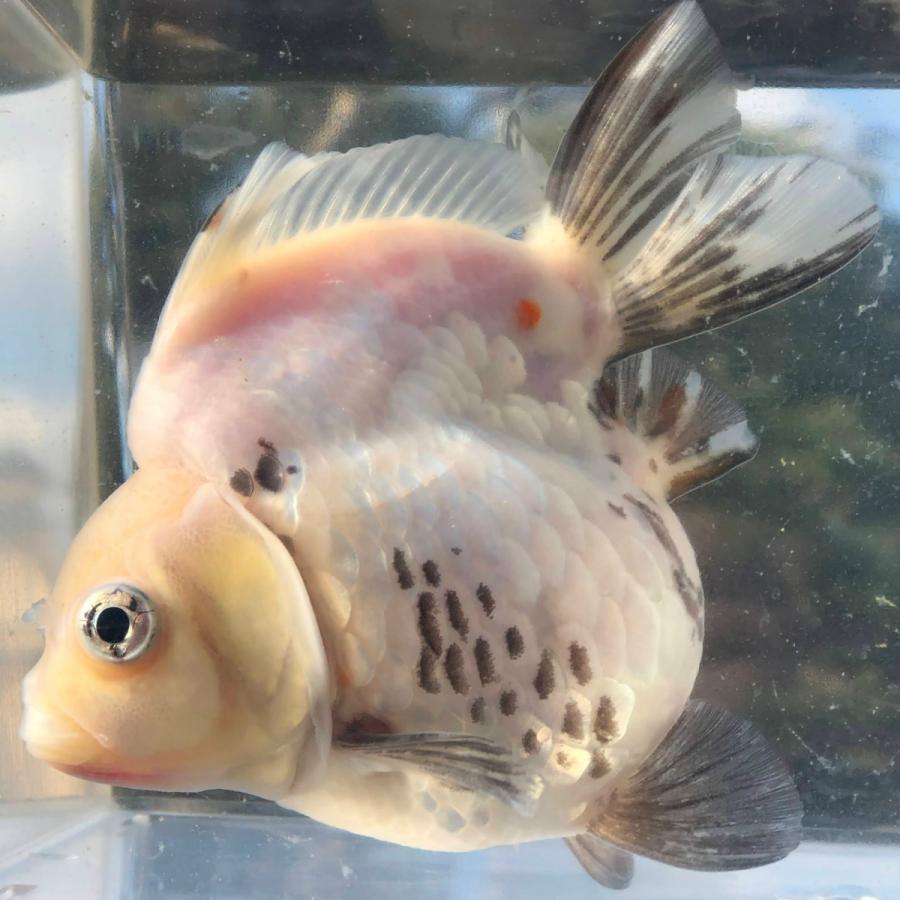 オープニング大セール 現品 1匹 生体 2101 金魚 だるま琉金 観賞魚生体 Aliuminium Lt