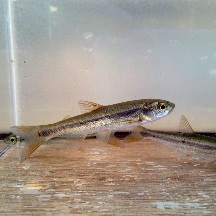 (淡水魚)ウグイ 4〜9cm±(1匹)【生体】|kawamura-tansuigyo|02