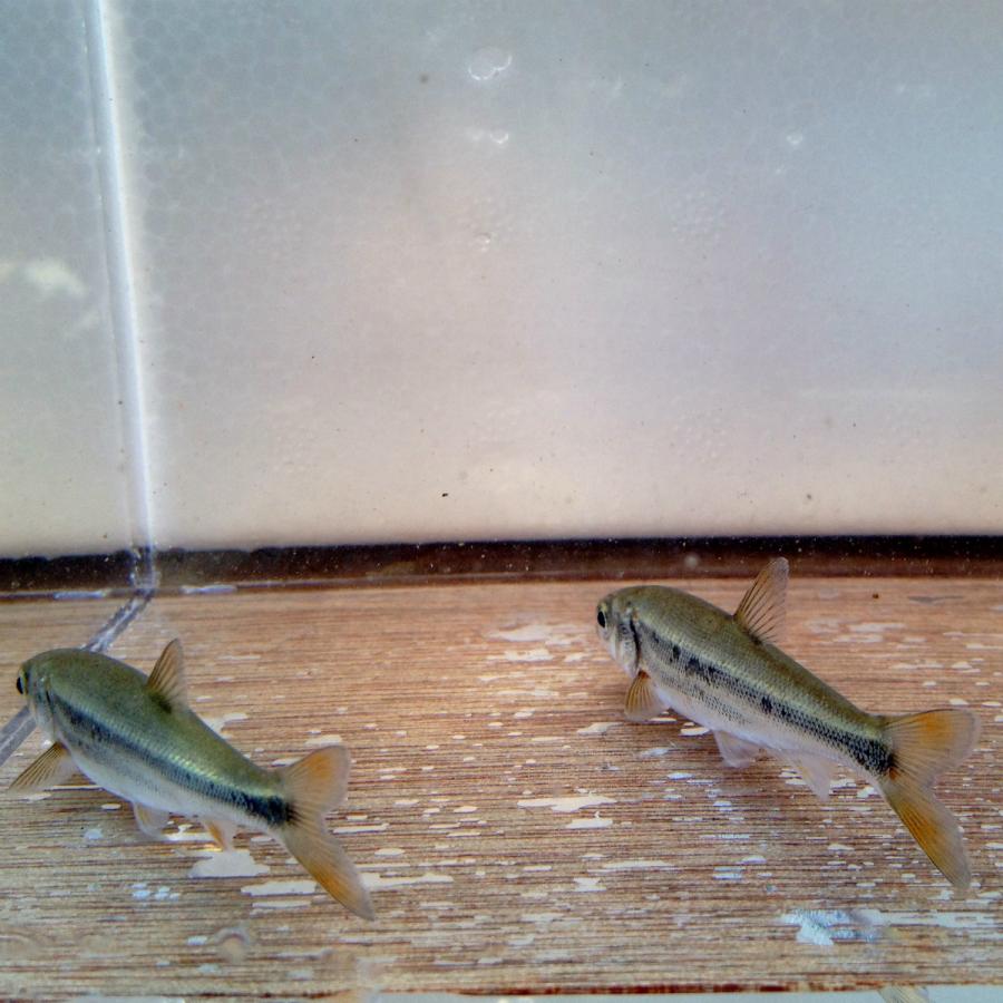 (淡水魚)ウグイ 4〜9cm±(1匹)【生体】|kawamura-tansuigyo|03