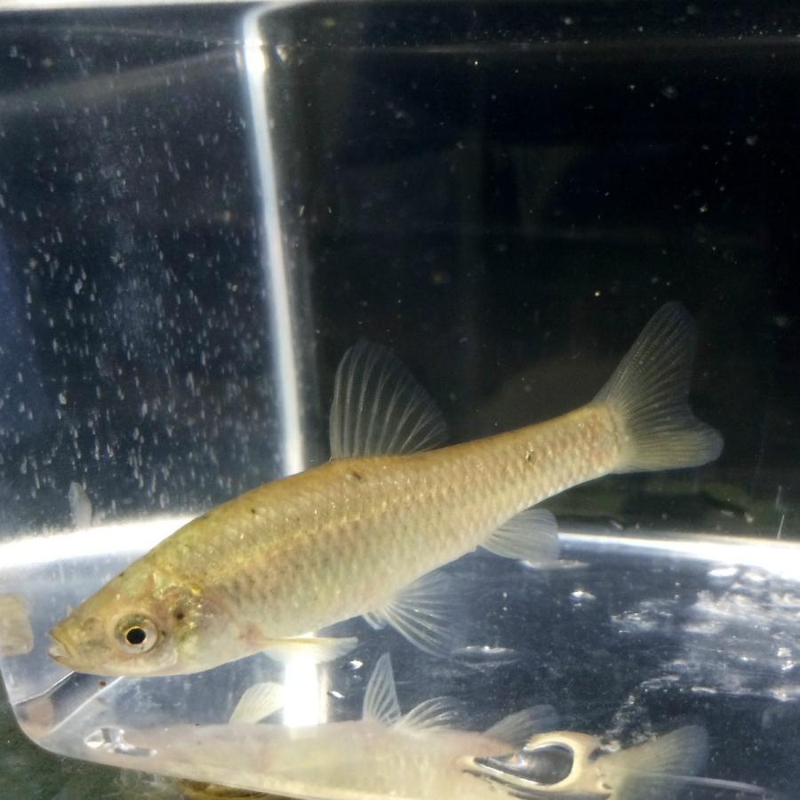 淡水魚 シナイモツゴ 3匹 生体 川村淡水魚販売 ヤフー店 通販 Yahoo ショッピング