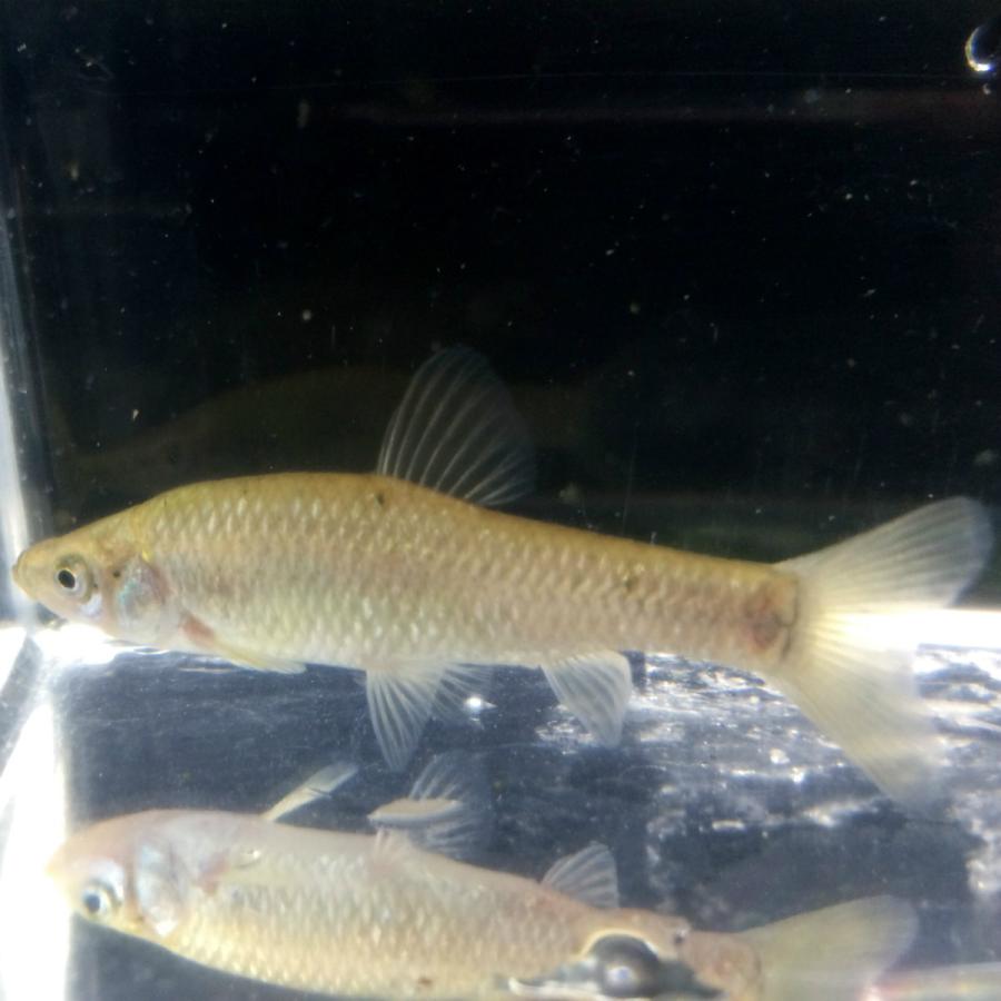 淡水魚 シナイモツゴ 3匹 生体 川村淡水魚販売 ヤフー店 通販 Yahoo ショッピング