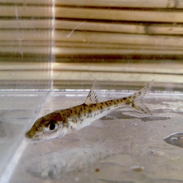 淡水魚）ズナガニゴイ（1匹）【生体】 : 川村淡水魚販売 ヤフー店 
