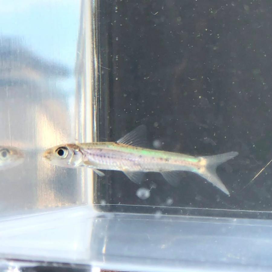 淡水魚 スゴモロコ 1匹 生体 川村淡水魚販売 ヤフー店 通販 Yahoo ショッピング