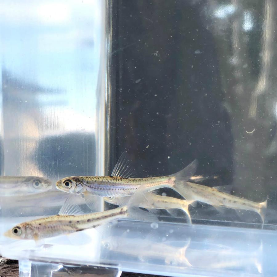 淡水魚 スゴモロコ 1匹 生体 川村淡水魚販売 ヤフー店 通販 Yahoo ショッピング