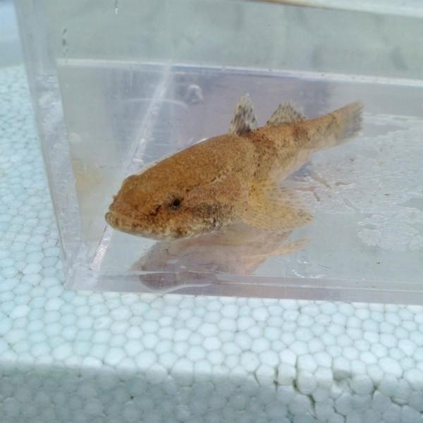 淡水魚 ドンコ 5 9ｃｍ 1匹 生体 川村淡水魚販売 ヤフー店 通販 Yahoo ショッピング