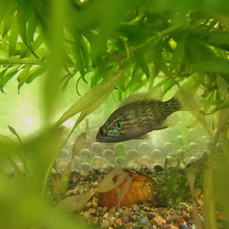 淡水魚 オヤニラミ L 1匹 生体