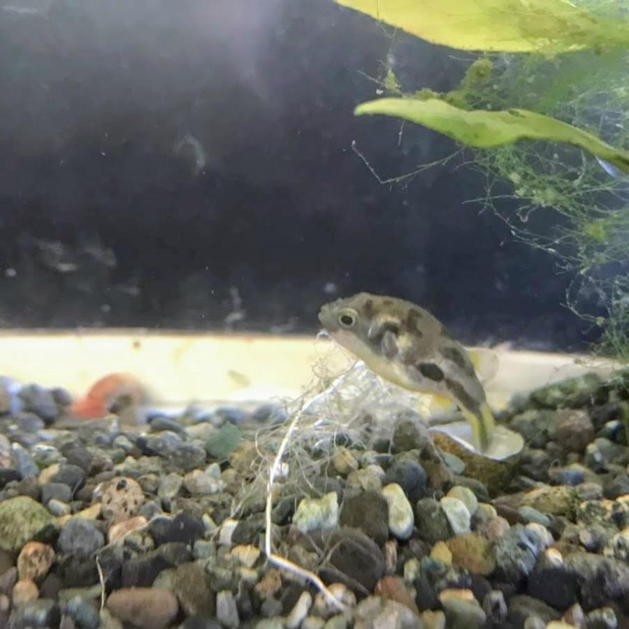 熱帯魚 淡水フグ アベニーパファー 1匹 生体 川村淡水魚販売 ヤフー店 通販 Yahoo ショッピング