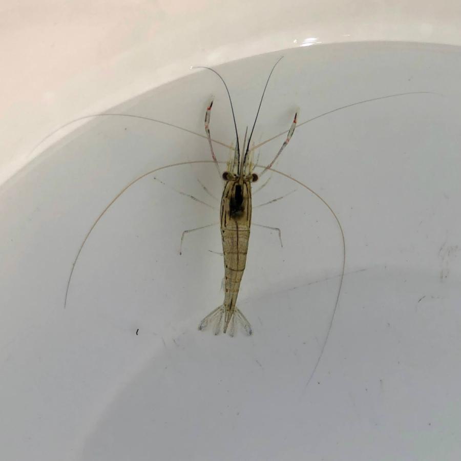 甲殻類 エビ オニテナガエビ 1匹 生体 保証対象外商品 0027 川村淡水魚販売 ヤフー店 通販 Yahoo ショッピング