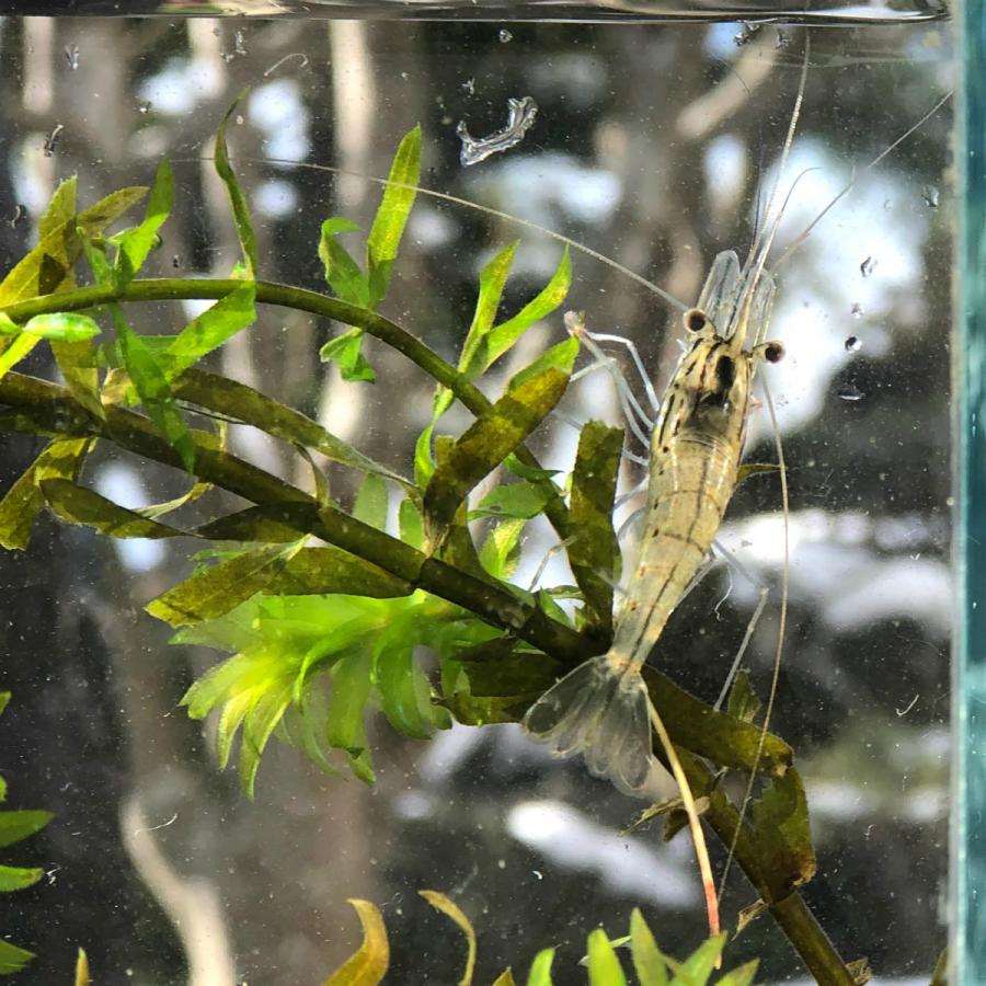 甲殻類 エビ オニテナガエビ 1匹 生体 保証対象外商品 0027 川村淡水魚販売 ヤフー店 通販 Yahoo ショッピング