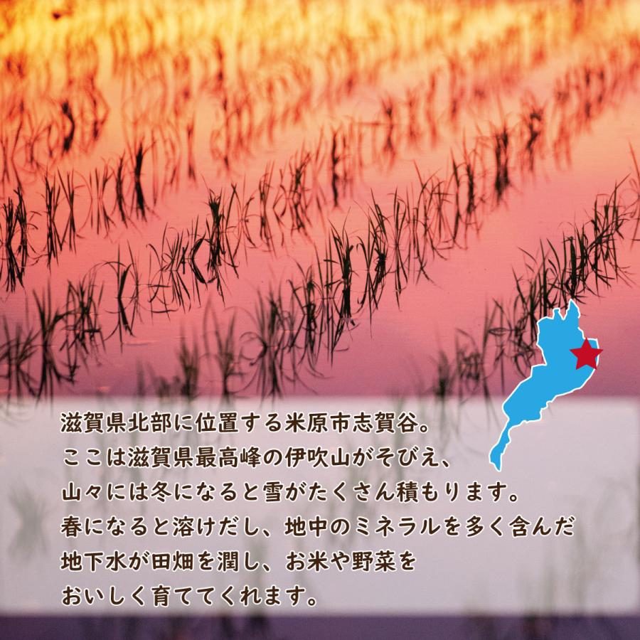 【完売しました】蛍の里のコシヒカリ  30kg(10kg×3) 令和５年産 １等米 滋賀県産 農家直送 送料無料｜kawase-farm｜02