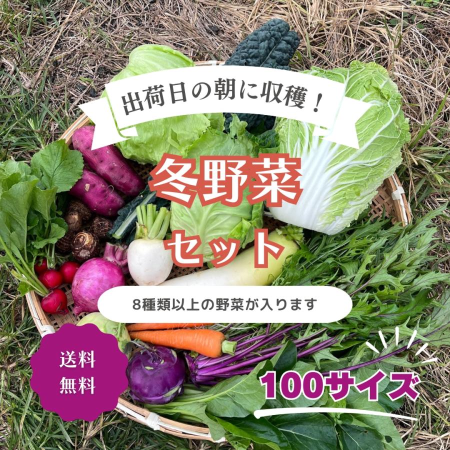 とれたて冬野菜セット 8種類以上 100サイズ 滋賀県産 農家直送 送料 