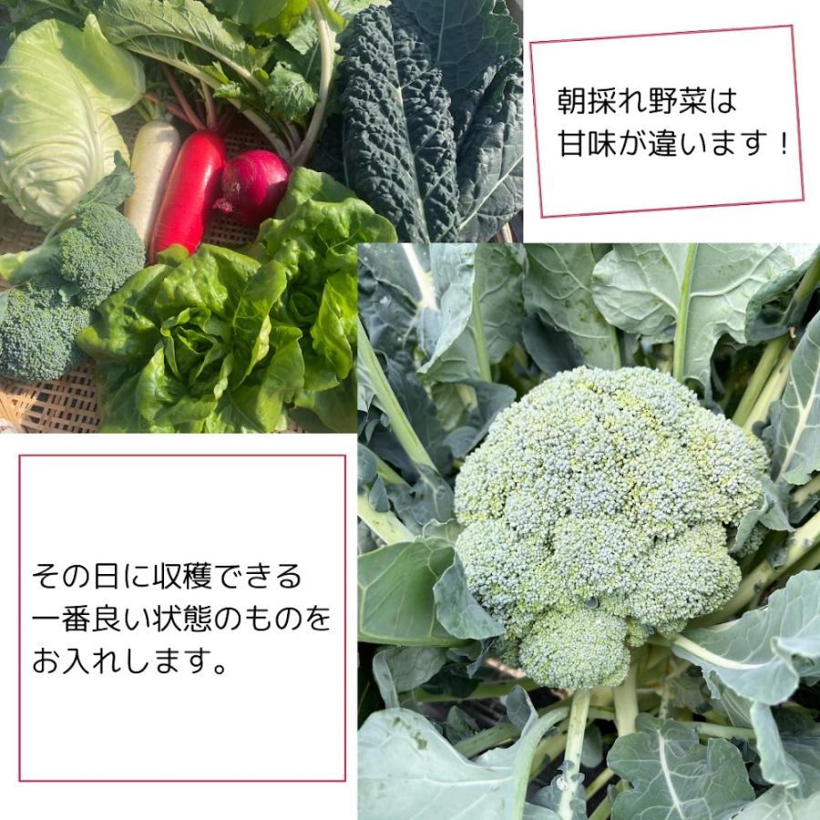 とれたて冬野菜セット 8種類以上 100サイズ 滋賀県産 農家直送 送料 
