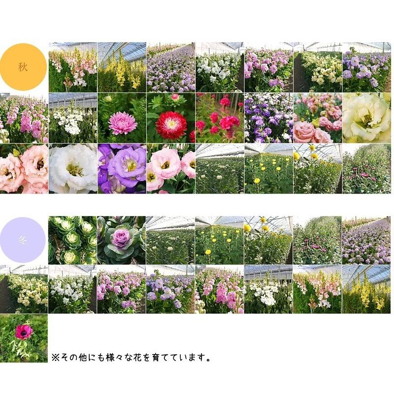 特大サイズ・絢爛豪華・フラワーアレンジメント・まりも 豪華アレンジメント | フラワー&バルーンショップ BLOSSOM 神戸・三宮店