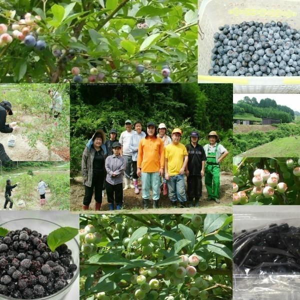 2025年度分】ジャム用 冷凍ブルーベリー 1kg 無農薬栽培 国産