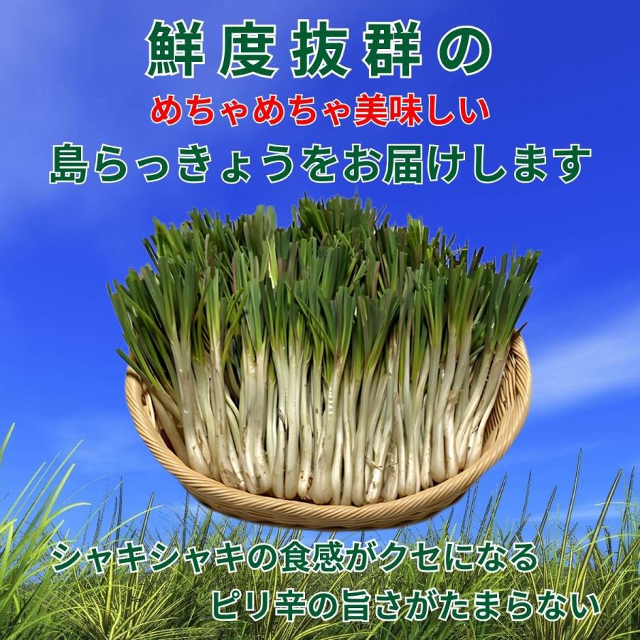 当日収穫☀️ 沖縄県産　島らっきょう　2kg 土・根付 島らっきょう沖縄県産 2kg 送料無料！ 今なら200gオマケ付き