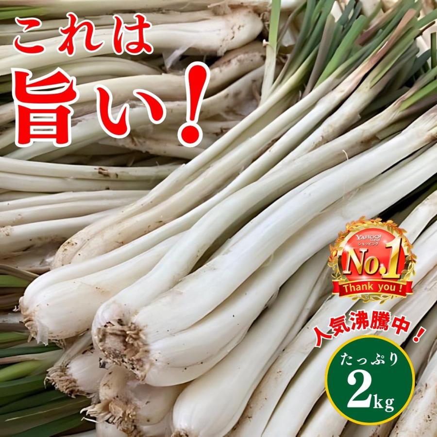 島らっきょう 1kg 土付き 島ラッキョウ しま らっきょう 沖縄 伊 島らっきょう 1kg 土付き 島ラッキョウ しま らっきょう 沖縄 伊