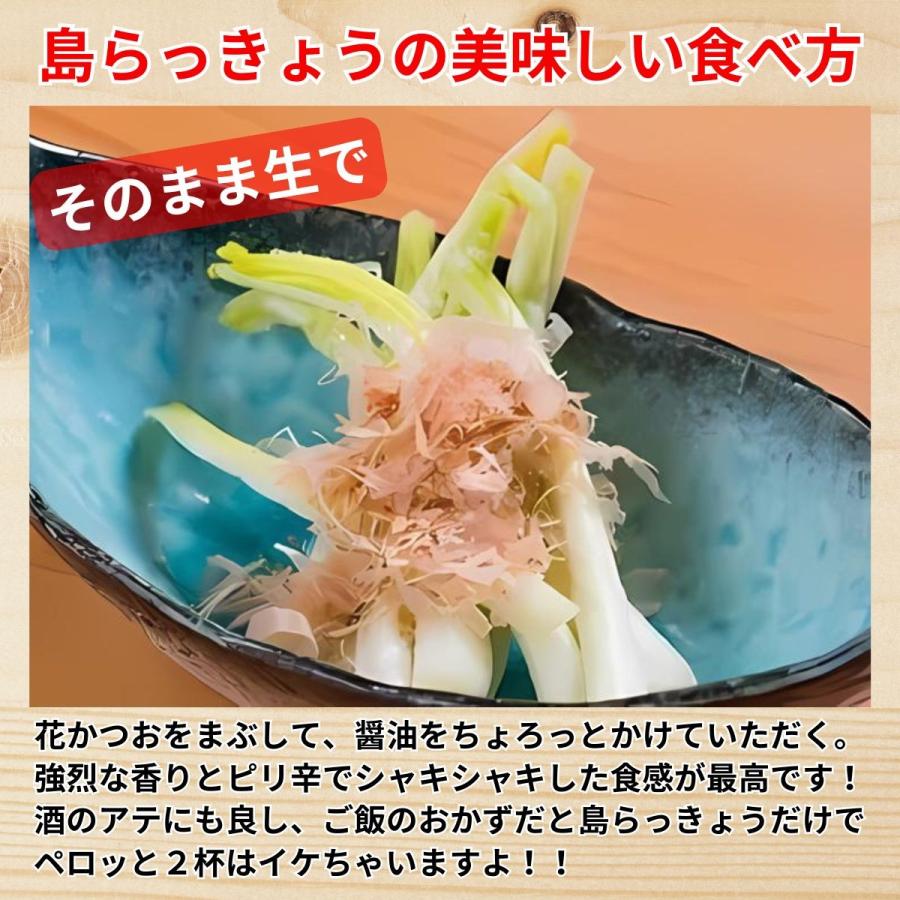 島らっきょう 1kg 土付き 島ラッキョウ しま らっきょう 沖縄 伊 島らっきょう 1kg 土付き 島ラッキョウ しま らっきょう 沖縄 伊
