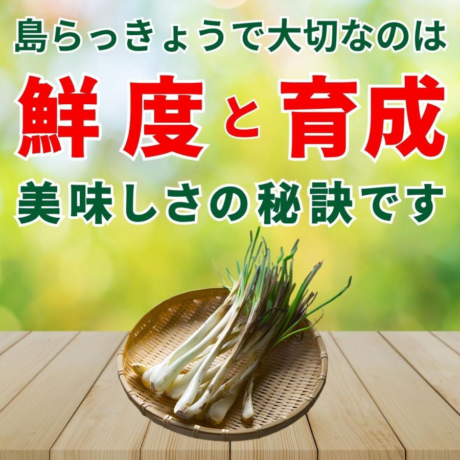 島らっきょう 1kg 土付き 島ラッキョウ しま らっきょう 沖縄 伊