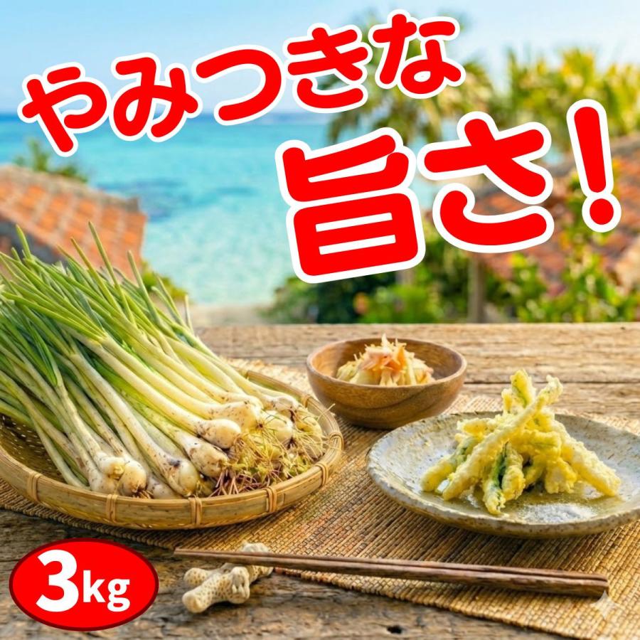 やま 島らっきょう　3キロ 地元で10,000kgの実績】 島らっきょう 3kg 沖縄 伊江島産 氷温育成