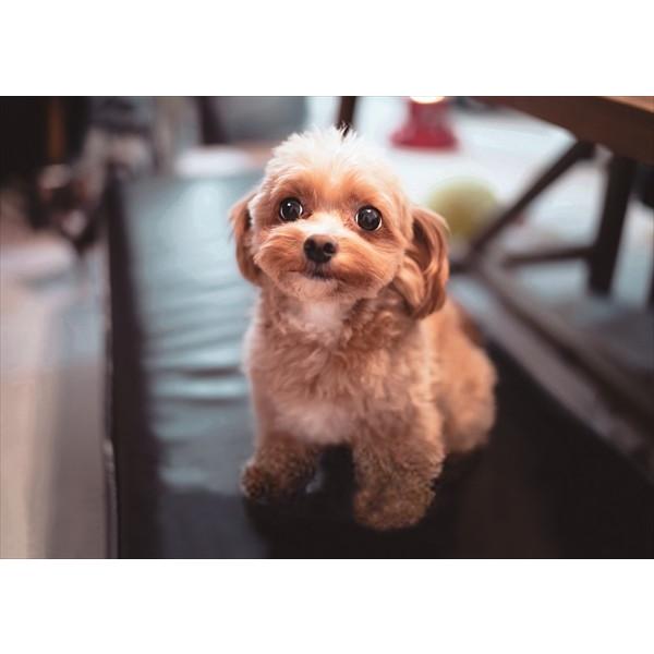 ジグソーパズル ストアー １０８ピース ｂ５サイズ かわいい仔犬 こっち見てよん