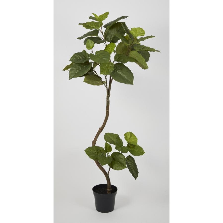 最高の ツイストウンベラータポット ウンベラータ 観葉樹 観葉植物 H P44 季節の飾り屋さん 通販 Yahoo ショッピング コンビニ受取対応商品 Missbargainhuntress Com