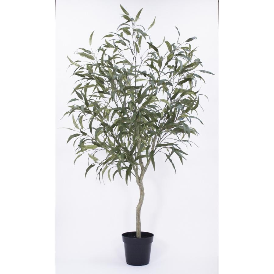 春夏新色 レモンユーカリポット ユーカリ 観葉樹 観葉植物 H P49 季節の飾り屋さん 通販 Yahoo ショッピング 最安 Jeannesauve Org