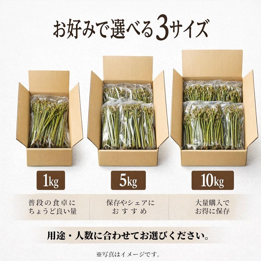 ＼春限定予約／ 天然 生わらび 1kg 5kg 10kg 山形県産 送料無料 採れたて 産地直送 国産 山菜 おひたし 煮物 春の味覚 家庭料理向け 5月上旬以降発送予定【B28】の画像