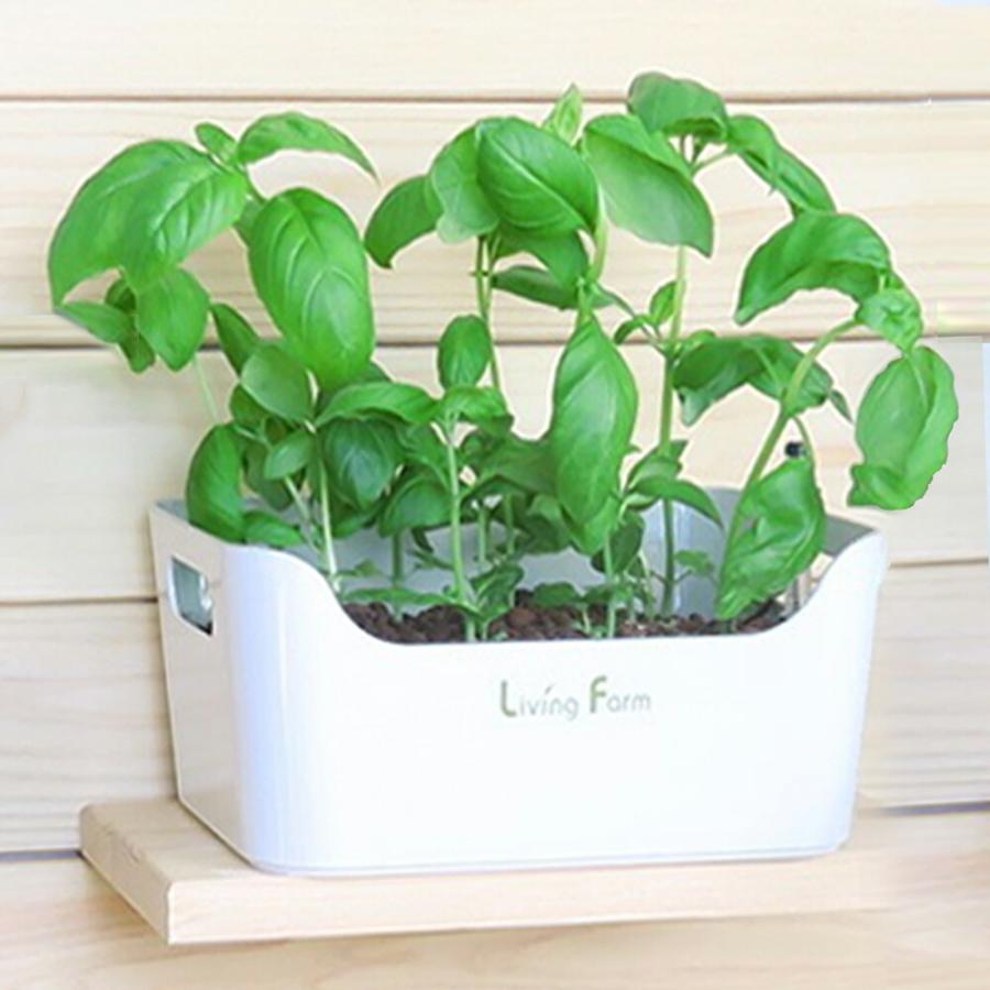 LFS-080 水耕栽培キット ハイドロボール 育成 HBキット ※種子別売