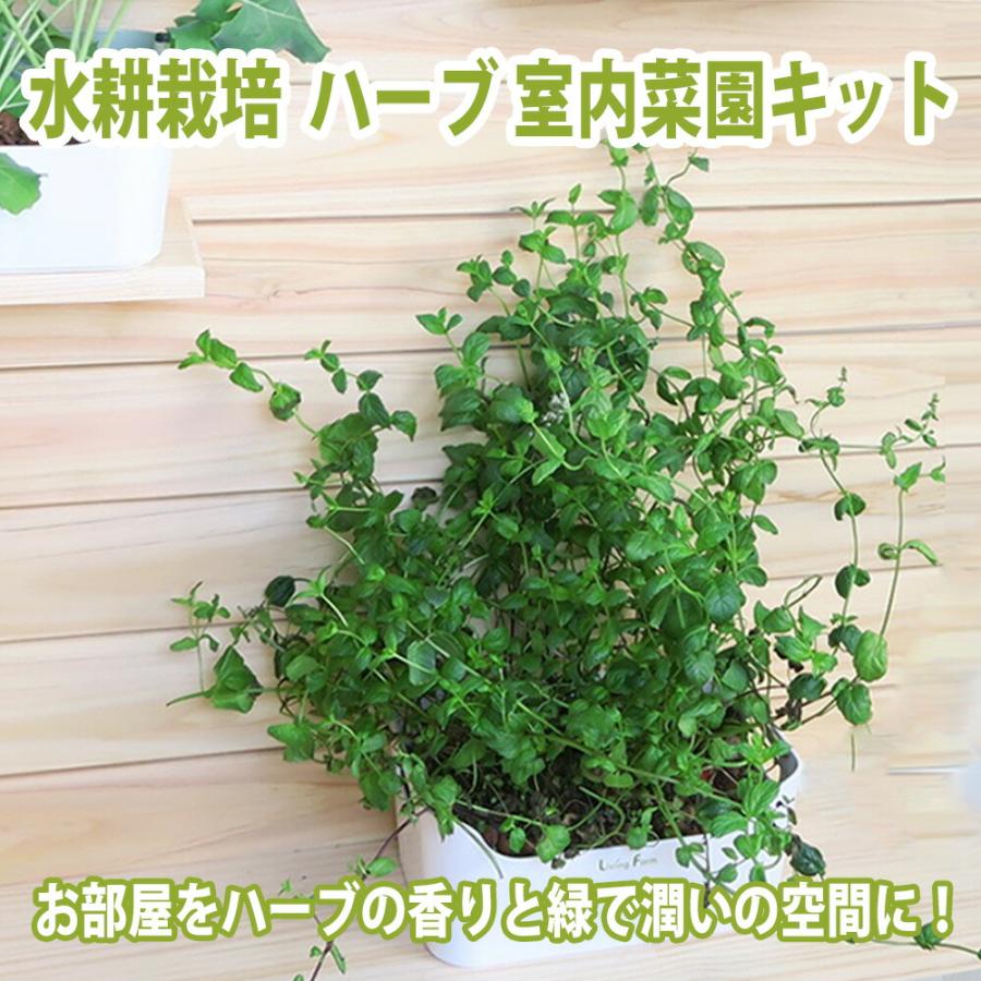 LFS-095-4 水耕栽培キット ハーブ ヘルシーハーブセット タイム LFS-095-4 水耕栽培キット ハーブ ヘルシーハーブセット タイム