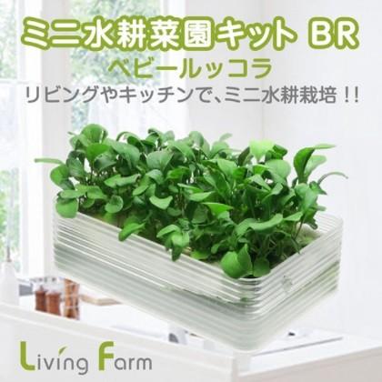 リビングファーム LFS-328 ミニ水耕菜園キットBR ベビールッコラ