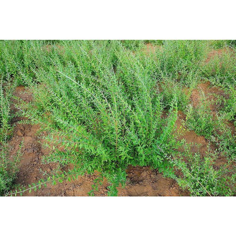 芦屋ヘナ倶楽部ハーバルヘナブラウン３個 Aランクの上級ヘナハーバルヘナピュアがたっぷり入り、1度染めで美しい落ち着いたブラウンに仕上げます。 Aランクの上級ヘナハーバルヘナピュアがたっぷり入り 1度染めで美しい落ち着いたブラウンに仕上げます 　