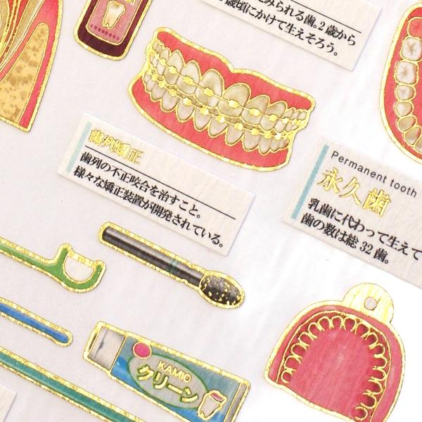 シオページ ビジュアルコレクション 大人の図鑑シール 歯 人気 224587 : 文具