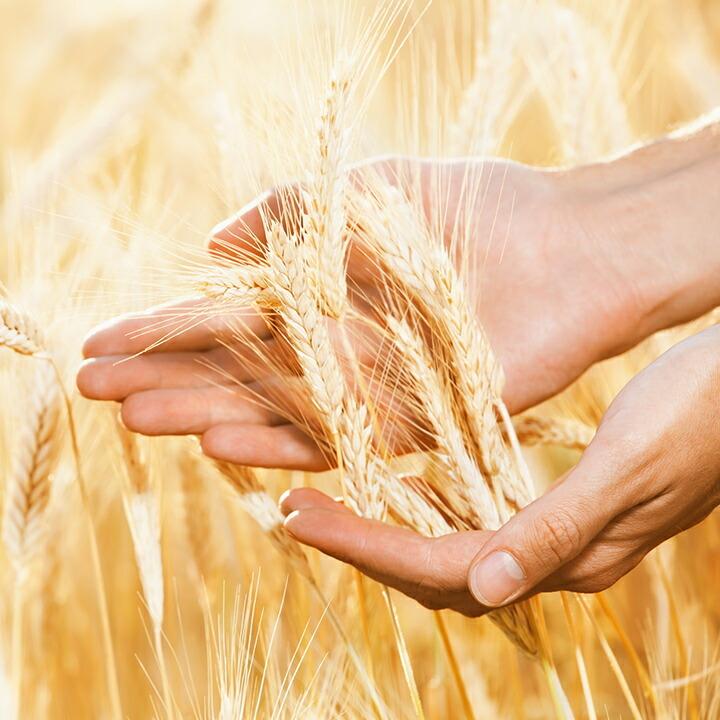 開催中 はるゆたか100 1kg パン用小麦粉 強力粉 北海道産 パン用粉 小麦粉 国産 ハルユタカ 小麦 パン作り 食パン ホームベーカリー パン材料 強力小麦粉 Wantannas Go Id