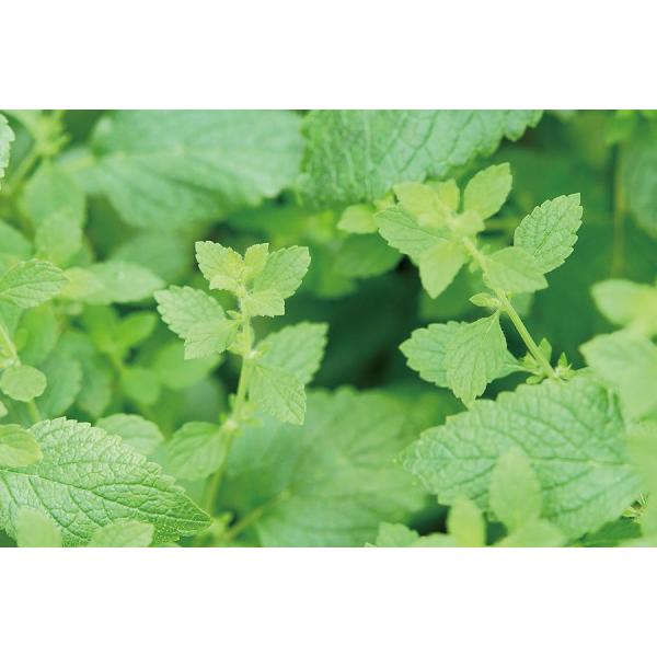 カプセルガーデンBOXセット アーテック 手作り キット 栽培キット 家 自宅 家庭菜園 スイートバジル レモンバーム カモミール イタリアンパセリ |  | 04