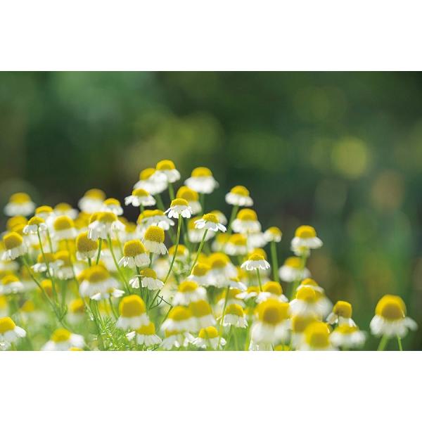 カプセルガーデンBOXセット アーテック 手作り キット 栽培キット 家 自宅 家庭菜園 スイートバジル レモンバーム カモミール イタリアンパセリ |  | 05