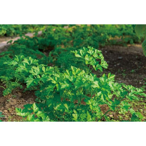 カプセルガーデンBOXセット アーテック 手作り キット 栽培キット 家 自宅 家庭菜園 スイートバジル レモンバーム カモミール イタリアンパセリ |  | 06