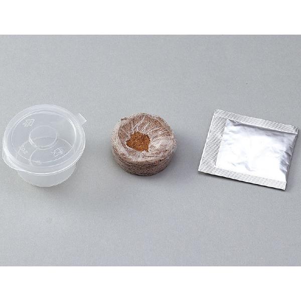 プチベジ ルッコラ アーテック 手作り キット 栽培キット 家 自宅 家庭菜園 野菜 |  | 01