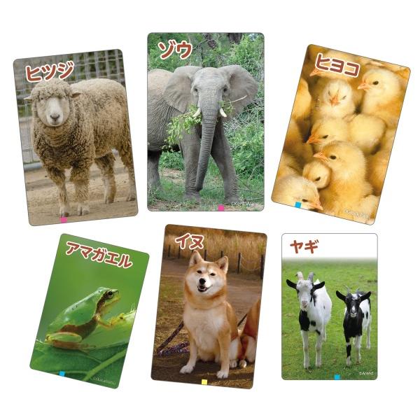 これはなんの音?かるた?いきもの? (3個までメール便可) アーテック カードゲーム 勉強 教材 カルタ 小学生 幼稚園 保育園 子ども お正月 学習 動物 鳴き声 |  | 04