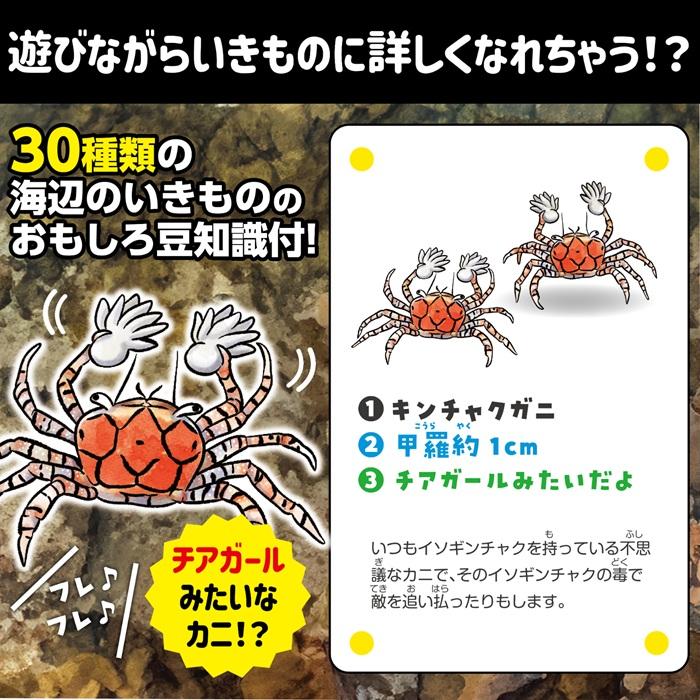 いきものみっけ！かるた うみべのいきもの(メール便可) アーテック カードゲーム 小学生 幼稚園 子ども おもしろ お正月 生き物 海 |  | 02