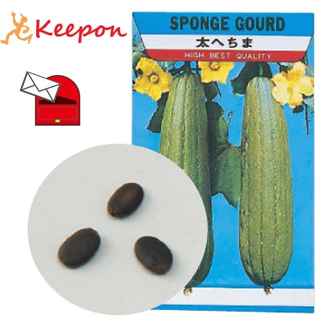 野菜の種 ヘチマ 約10粒 (メール便可) アーテック 家庭菜園 栽培 太へちま 家庭栽培 | 