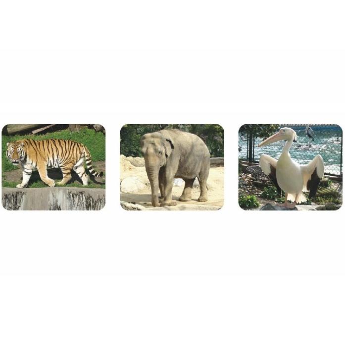 どうぶつプロジェクター アーテック 生き物 観察 壁 家 学習 小学校 小学生 動物 おもちゃ |  | 08