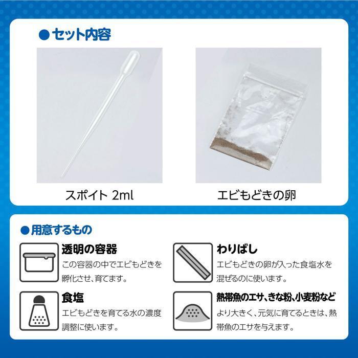 実験キット 小学校 簡単！育てるエビモドキ(4個までメール便可) 夏休み