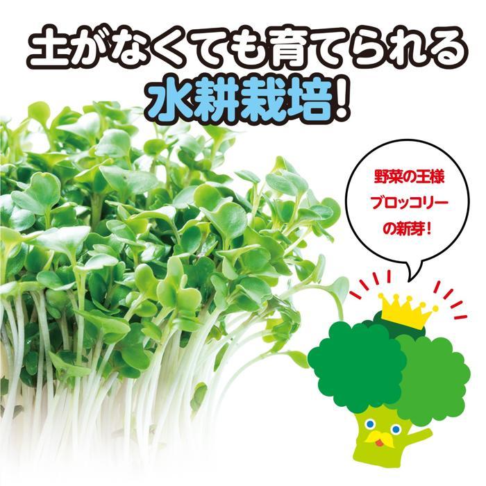 実験キット 小学校 水耕栽培でブロッコリースプラウトを育てよう アーテック 夏休み自由研究 手作り 男の子 女の子 てのひら実験室 栽培キット 野菜 家 自宅 |  | 03