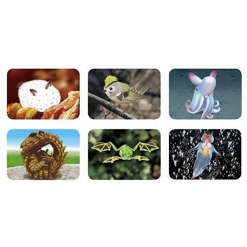 変ないきものプロジェクター アーテック 学習 生き物 観察 変な生き物 不思議 生物 動物 珍しい 幼稚園 保育園 子ども スクリーン |  | 03